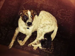 Cachorro raça SRD idade 2 a 6 meses nome Argus