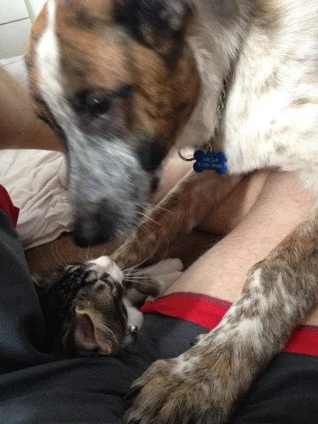 Cachorro ra a SRD idade 2 a 6 meses nome Argus