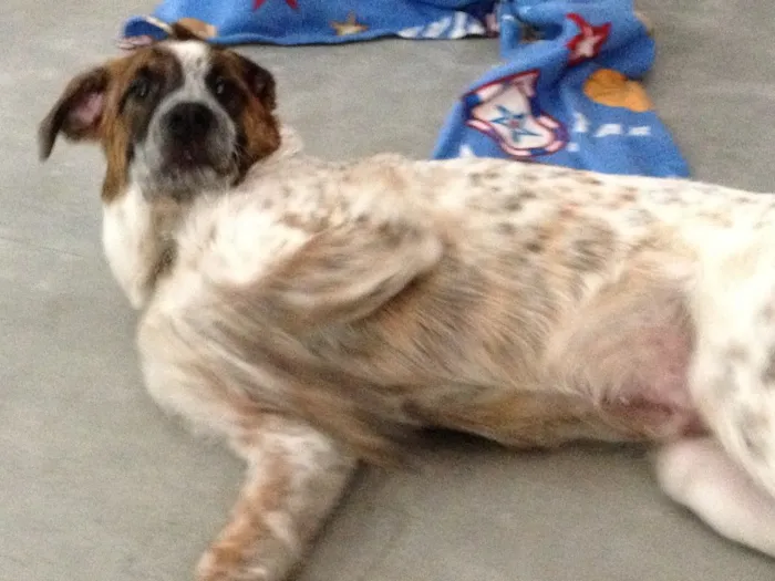 Cachorro ra a SRD idade 2 a 6 meses nome Argus