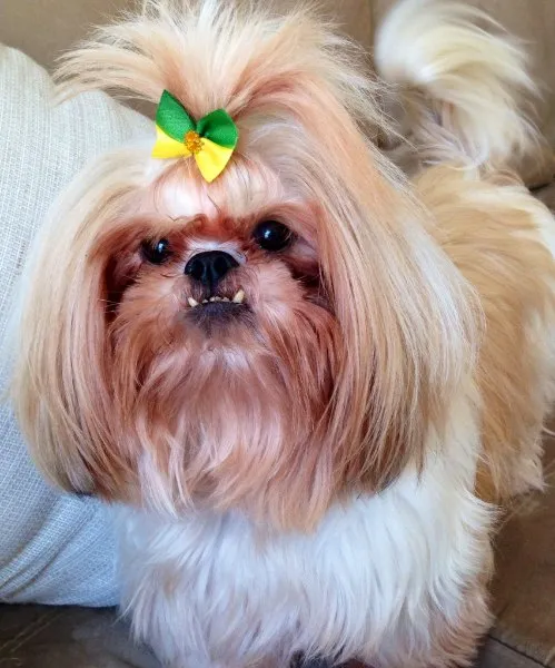 Cachorro ra a Shitzu  idade 4 anos nome SOFIA GRATIFICA