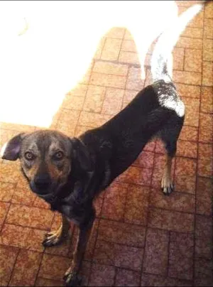 Cachorro raça Vira Lata idade 2 anos nome Fredd