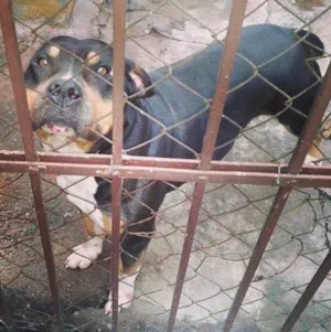Cachorro raça Pit-Bull idade 6 ou mais anos nome Thor