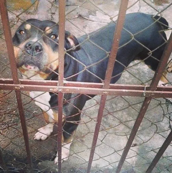 Cachorro ra a Pit-Bull idade 6 ou mais anos nome Thor