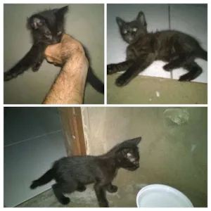 Gato raça Vira-lata idade Abaixo de 2 meses nome Xano, Trovão e Chorro