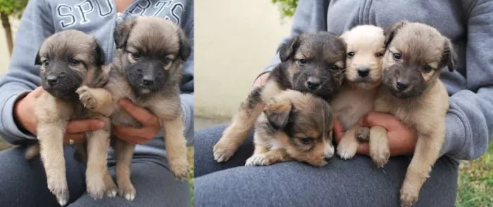 Cachorro ra a SRD idade Abaixo de 2 meses nome Filhotinhos SRD, 40
