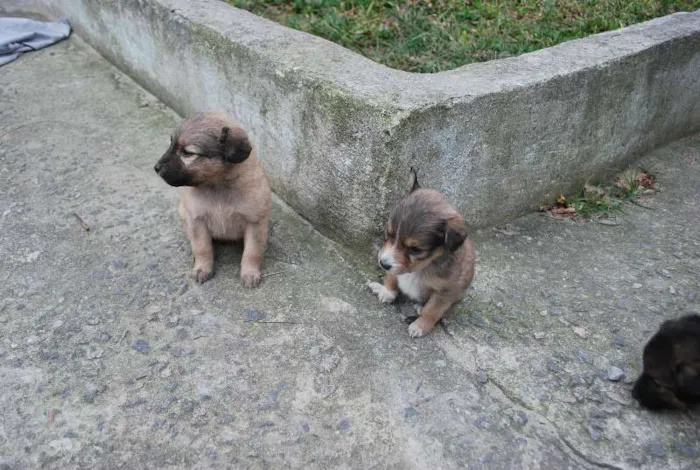 Cachorro ra a SRD idade Abaixo de 2 meses nome Filhotinhos SRD, 40