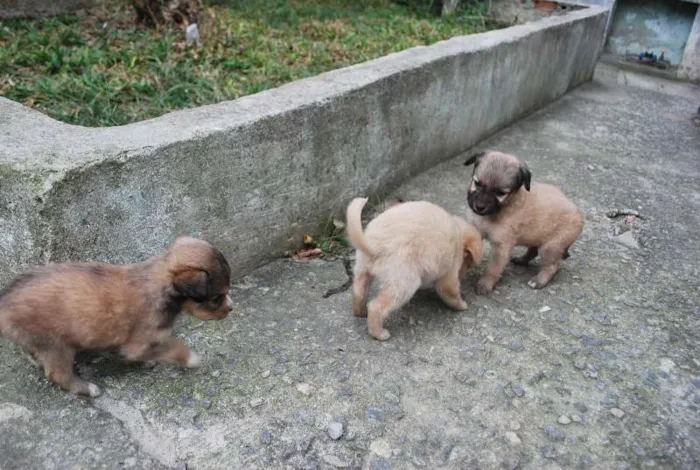 Cachorro ra a SRD idade Abaixo de 2 meses nome Filhotinhos SRD, 40