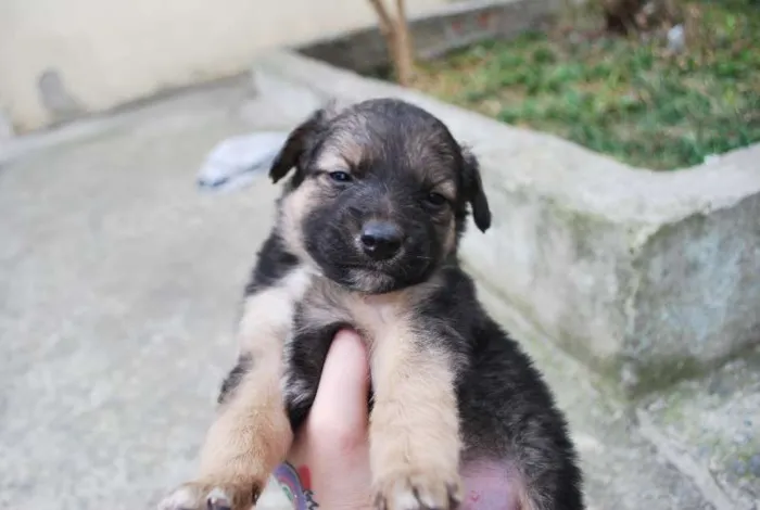 Cachorro ra a SRD idade Abaixo de 2 meses nome Filhotinhos SRD, 40