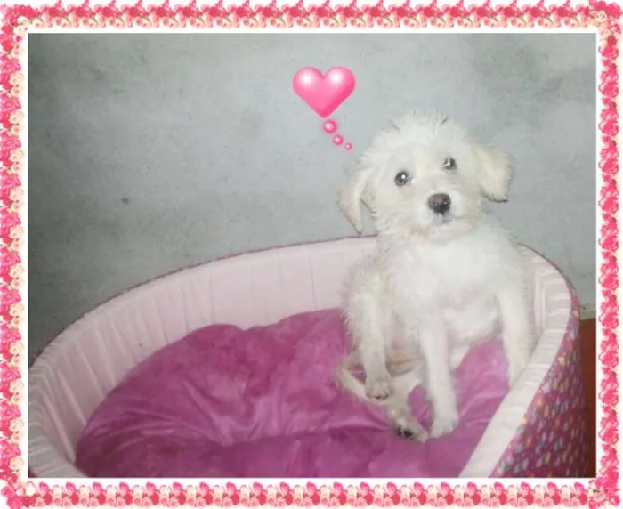 Cachorro raça Poodle idade 2 a 6 meses nome Sofia