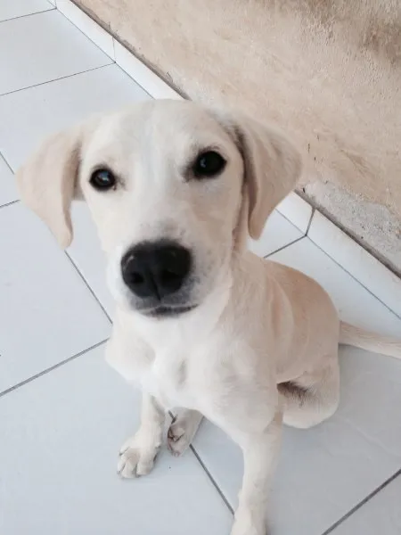 Cachorro ra a Vira - Lata idade 7 a 11 meses nome Marley