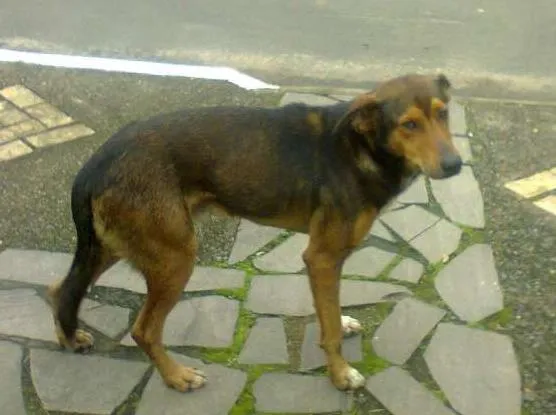 Cachorro ra a SRD idade  nome Laerte