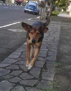 Cachorro ra a SRD idade  nome Laerte
