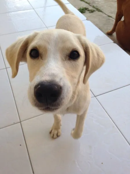 Cachorro ra a Não definida idade 2 a 6 meses nome Marley