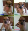 Fred, Barney, Dino 