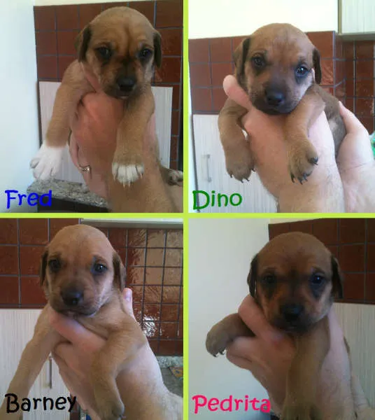 Cachorro raça SRD idade Abaixo de 2 meses nome Fred, Barney, Dino 