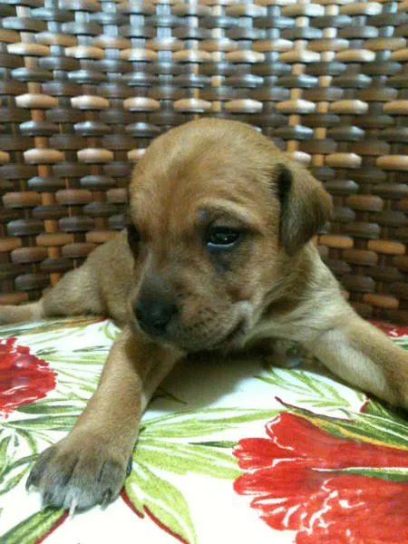 Cachorro raça SRD idade Abaixo de 2 meses nome Fred, Barney, Dino 