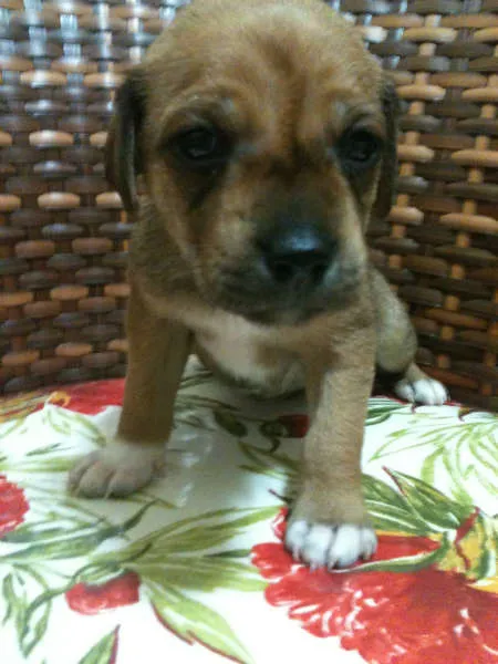 Cachorro raça SRD idade Abaixo de 2 meses nome Fred, Barney, Dino 