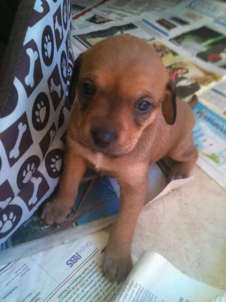 Cachorro raça SRD idade Abaixo de 2 meses nome Fred, Barney, Dino 