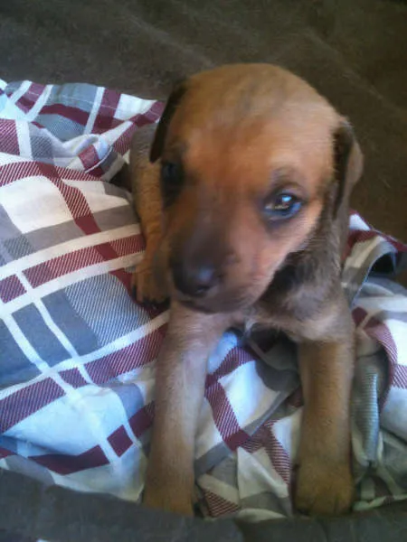 Cachorro raça SRD idade Abaixo de 2 meses nome Fred, Barney, Dino 
