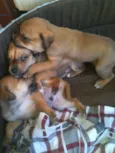 Fred, Barney, Dino 