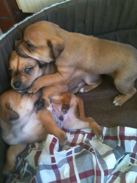 Cachorro raça SRD idade Abaixo de 2 meses nome Fred, Barney, Dino 