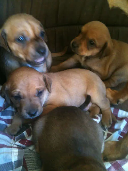Cachorro raça SRD idade Abaixo de 2 meses nome Fred, Barney, Dino 