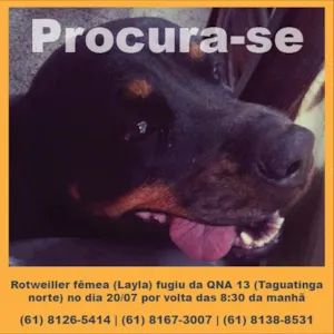 Cachorro raça Rottweiler idade 5 anos nome Layla GRATIFICA
