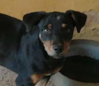 Cachorro ra a Indefinida idade 2 a 6 meses nome Linda