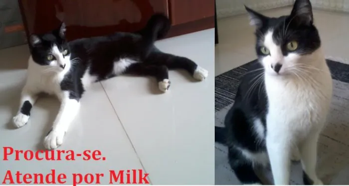 Gato ra a SRD idade 1 ano nome Milk