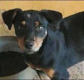 Cachorro ra a Indefinida idade 2 a 6 meses nome Linda