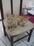 Amarelinhos