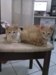 Amarelinhos