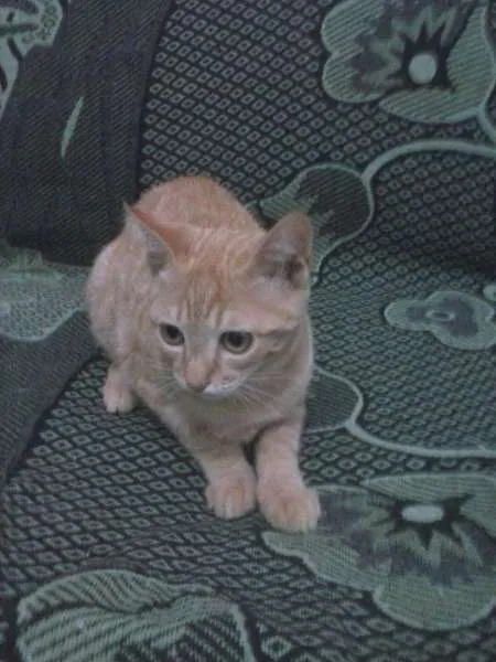 Gato ra a SRD idade 2 a 6 meses nome Amarelinhos