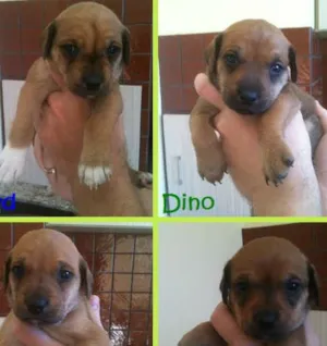 Cachorro raça SRD idade Abaixo de 2 meses nome Fred, Barney, Dino 