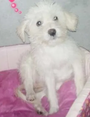 Cachorro raça Poodle idade 2 a 6 meses nome Sofia