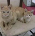 Amarelinhos