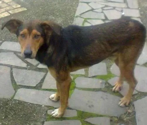 Cachorro ra a SRD idade  nome Laerte