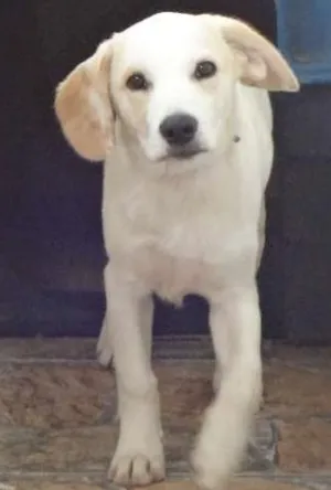 Cachorro raça mistura de labrador idade 7 a 11 meses nome Pluto
