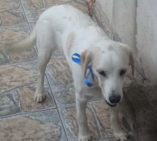 Cachorro ra a mistura de labrador idade 7 a 11 meses nome Pluto