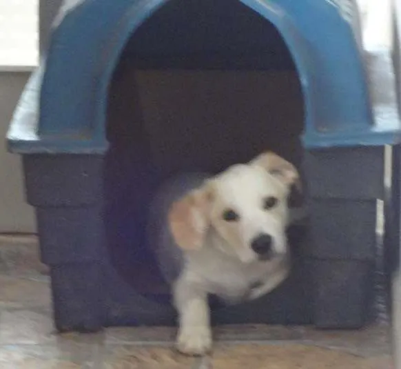 Cachorro ra a mistura de labrador idade 7 a 11 meses nome Pluto