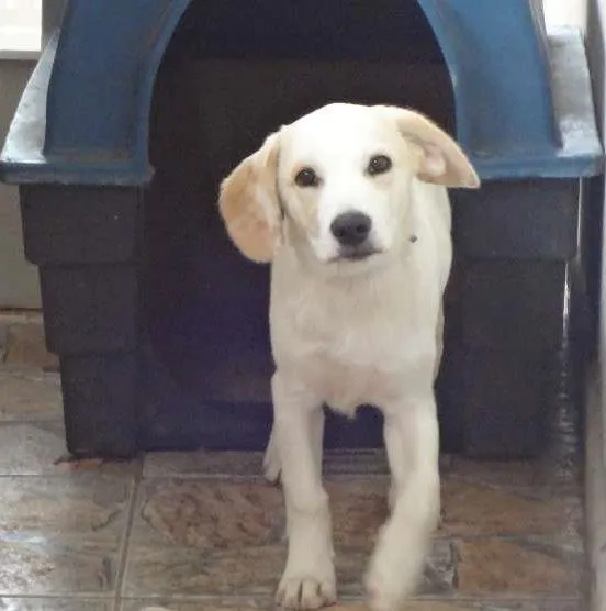 Cachorro ra a mistura de labrador idade 7 a 11 meses nome Pluto