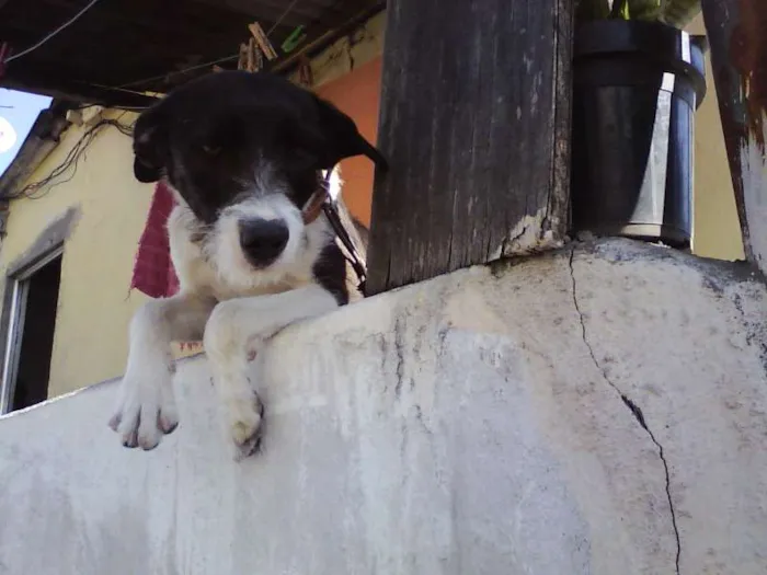 Cachorro ra a SRD idade 7 a 11 meses nome Jade