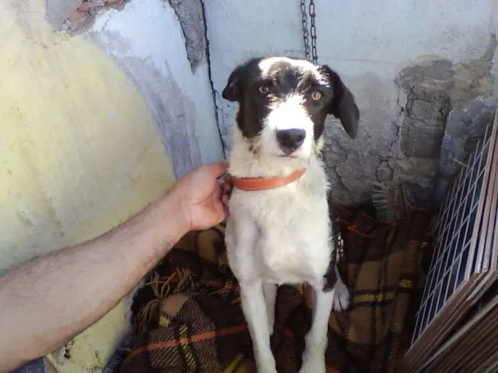 Cachorro ra a SRD idade 7 a 11 meses nome Jade