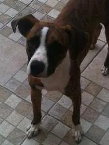 Cachorro raça Boxer idade 7 a 11 meses nome FIONA