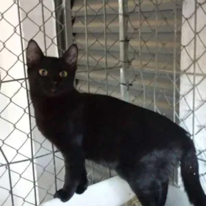 Gato raça SRD idade 2 a 6 meses nome Raio