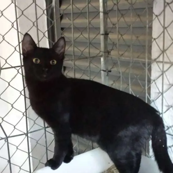 Gato ra a SRD idade 2 a 6 meses nome Raio