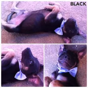 Cachorro raça SRD idade 2 a 6 meses nome Black