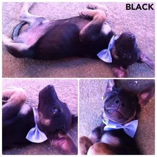 Cachorro ra a SRD idade 2 a 6 meses nome Black