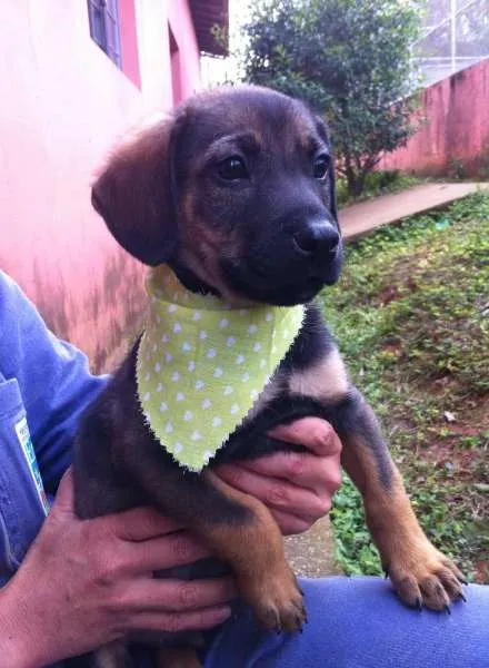 Cachorro ra a SRD idade 2 a 6 meses nome Brownie