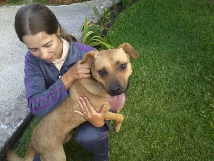 Cachorro ra a SRD idade  nome ASLAM
